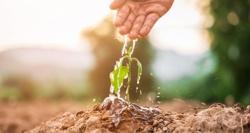 Agricultor aguando uma planta no solo, simbolizando a nutrição de leads