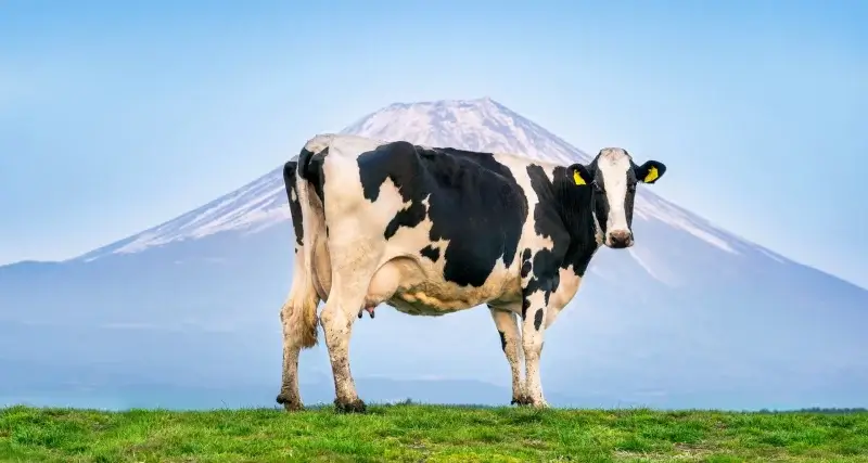 Vaca leiteira da Matriz BCG